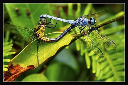 Nature of dragonfly-dragonfly1.jpg