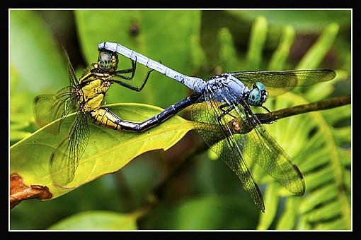 Nature of dragonfly-dragonfly2.jpg