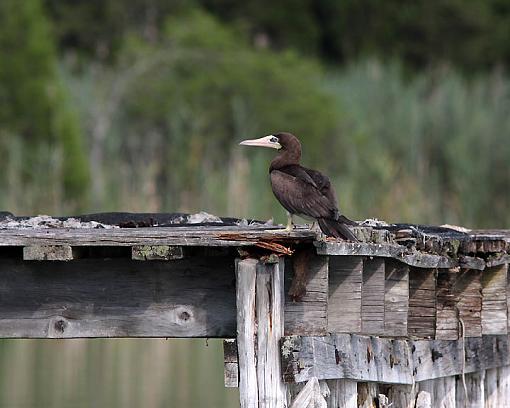 SPRING 2012 bird ID thread-3628w.jpg