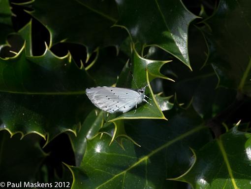 Holly Blue-_1114741.jpg