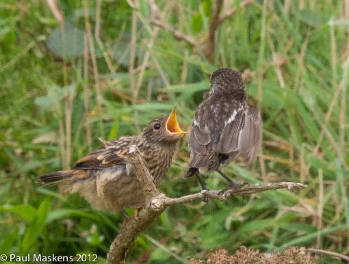 feed me-_1305533.jpg