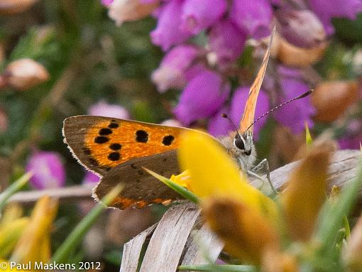 small copper-_1305518.jpg