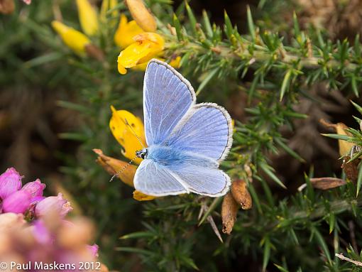 common blue-_2305421.jpg