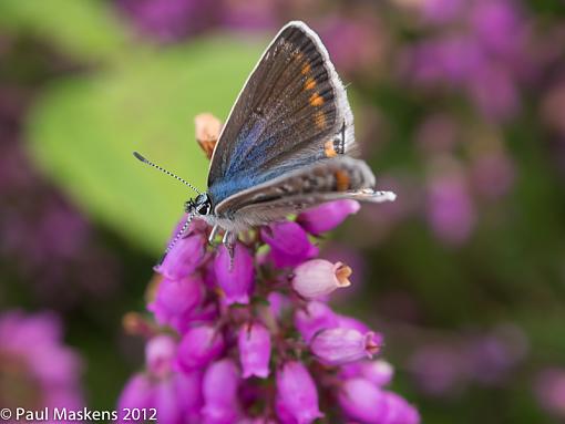 common blue-_2305425.jpg