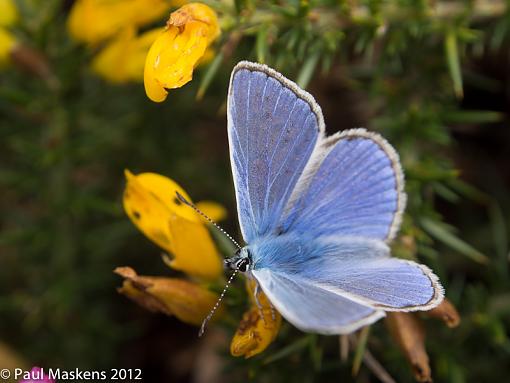 common blue-_2305423.jpg