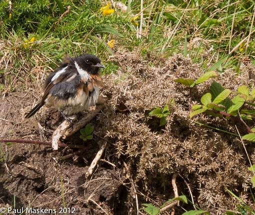 stonechat-_1305552.jpg