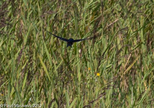 swallows-_1015712.jpg