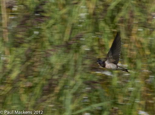 swallows-_1015702.jpg