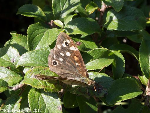 speckled wood-_2015576.jpg