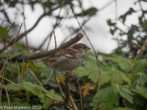 sparrows-_1265030.jpg