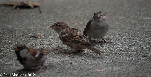 sparrows-_1265036.jpg