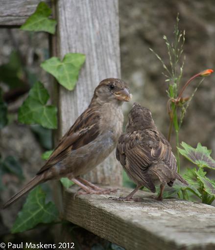 sparrows-_1265011.jpg