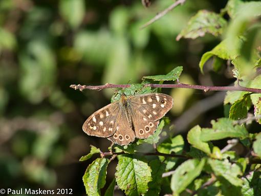 speckled wood-_1015723.jpg