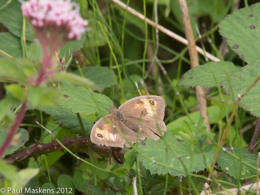 from the valley walk-_1015605.jpg