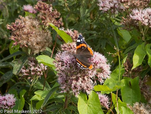 from the valley walk-_1015627.jpg