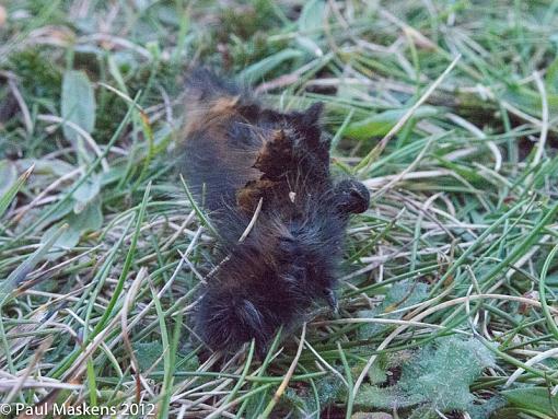 fox moth caterpillar-_2285383.jpg