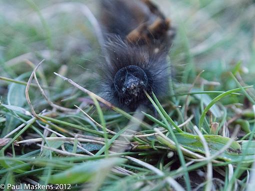 fox moth caterpillar-_2285369.jpg