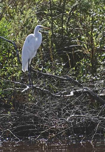 White Egret near bayou-_dsc8810_2.jpg