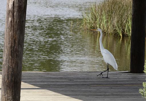 Egret taken with 70-200VR &amp; 2x TC-_dsc8856.jpg