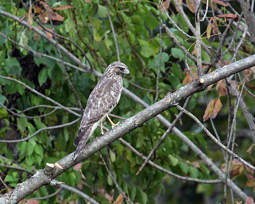 SPRING 2012 bird ID thread-6381w.jpg