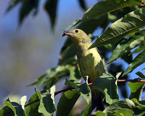 SPRING 2012 bird ID thread-6508w.jpg