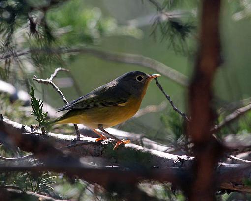 SPRING 2012 bird ID thread-6534w.jpg