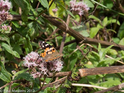 from the valley walk-_1285387.jpg