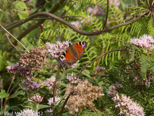 from the valley walk-_1015622.jpg