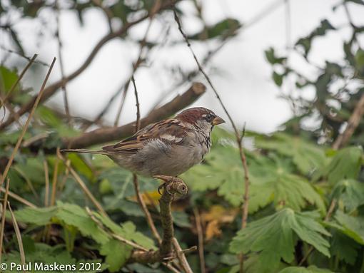 bird on a stick-_1265030.jpg