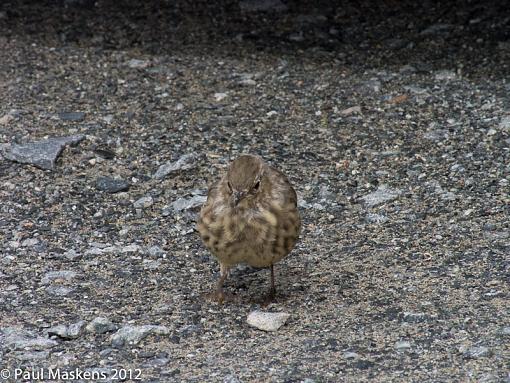 a rock pipit ?-_1285419.jpg