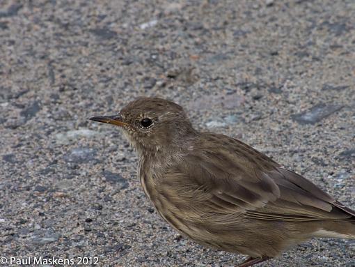 a rock pipit ?-_1285423.jpg