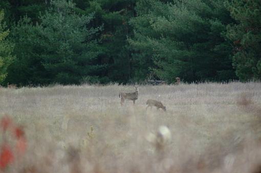 Lowes Creek Deer-dscf0018.jpg