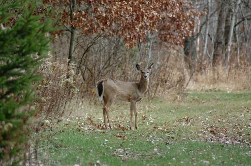 Lowes Creek Deer-dscf0038.jpg