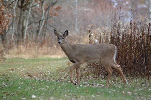 Lowes Creek Deer-dscf0047.jpg