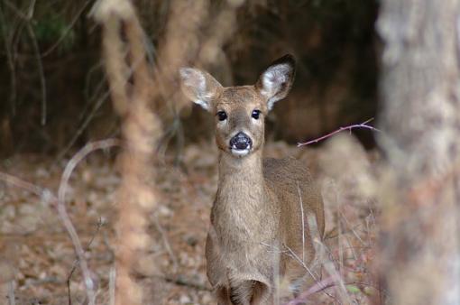 Lowes Creek Deer-dscf0041.jpg