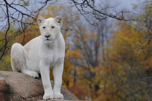 White Lion Cub-toronto-zoo-oct-20-2012-149.jpg