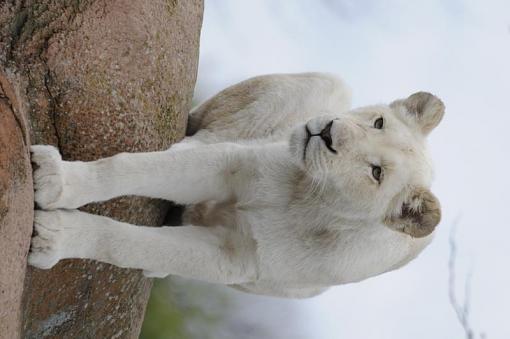 White Lion Cub-toronto-zoo-oct-20-2012-158.jpg