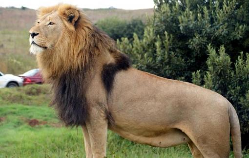 Lion king from South Africa...-nunggu-makanan.jpg