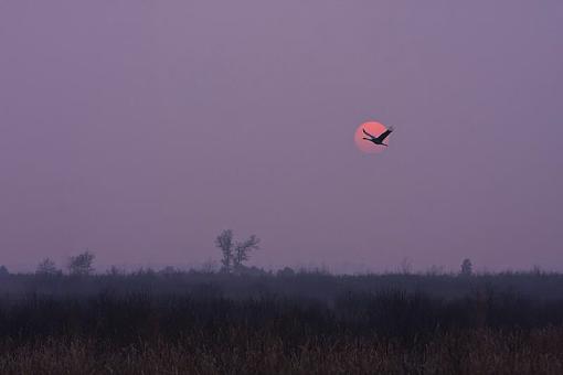 Sunset Crane-sunsetcrane.jpg