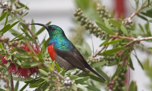 Some Sunbirds-grtr-dbl-cllrd-snbrd-krsrvr-_dsc9720r.jpg