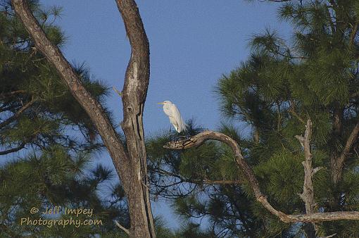 Blue Heron at 600mm handheld-_dsc3877.jpg