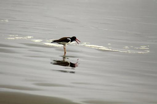 American Oyster Catcher-img_0664-1.jpg