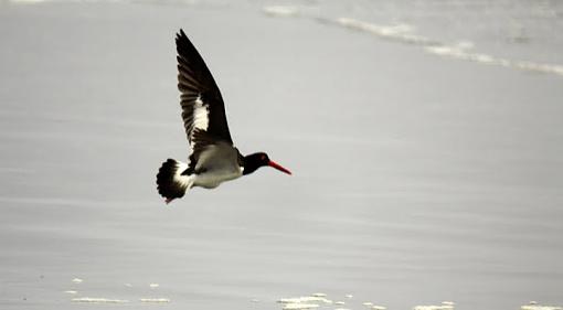 American Oyster Catcher-img_0667-1.jpg