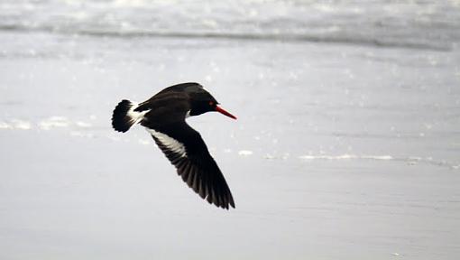 American Oyster Catcher-img_0668-1.jpg