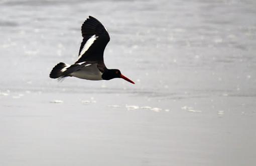 American Oyster Catcher-img_0669-1.jpg