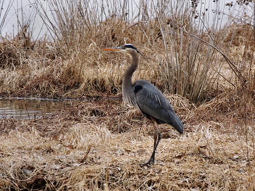 Blue Heron-dscn5609a.jpg