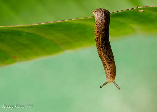 A slug.-dsc_3141.jpg