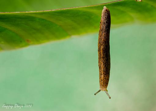 A slug.-dsc_3143.jpg