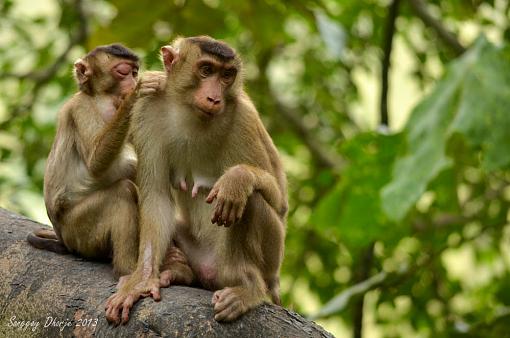 Pig tailed macaques.-dsc_3191.jpg