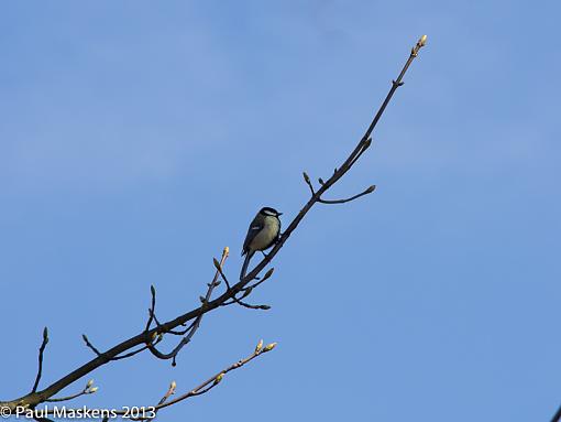 great-tit-_1209359-3.jpg